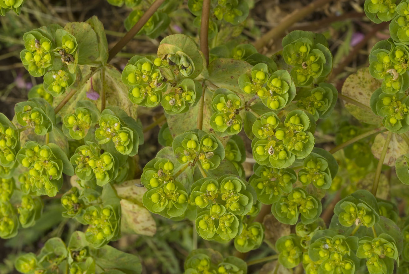 Euphorbia helioscopia L.